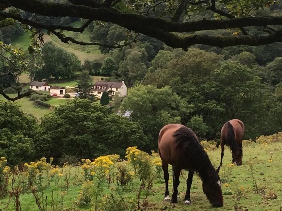 Ty Twt - Complete Holiday Home Llandysul Εξωτερικό φωτογραφία